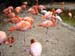 FW-Zoo_602